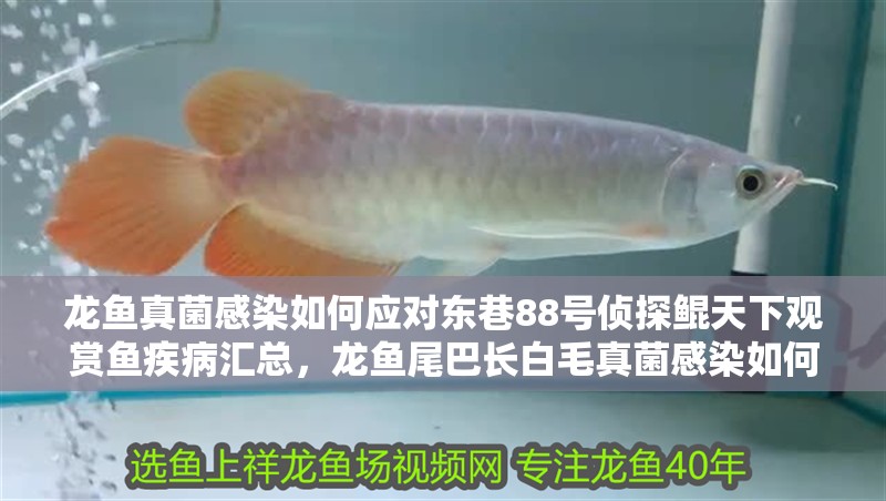 龍魚真菌感染如何應(yīng)對東巷88號(hào)偵探鯤天下觀賞魚疾病匯總，龍魚尾巴長白毛真菌感染如何應(yīng)對