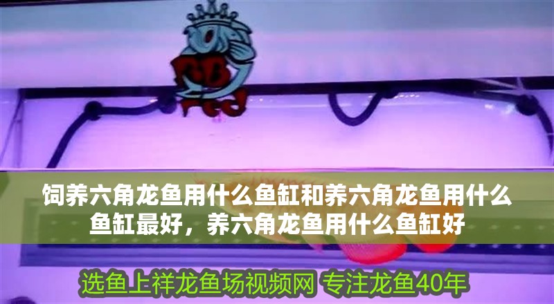 飼養(yǎng)六角龍魚用什么魚缸和養(yǎng)六角龍魚用什么魚缸最好，養(yǎng)六角龍魚用什么魚缸好