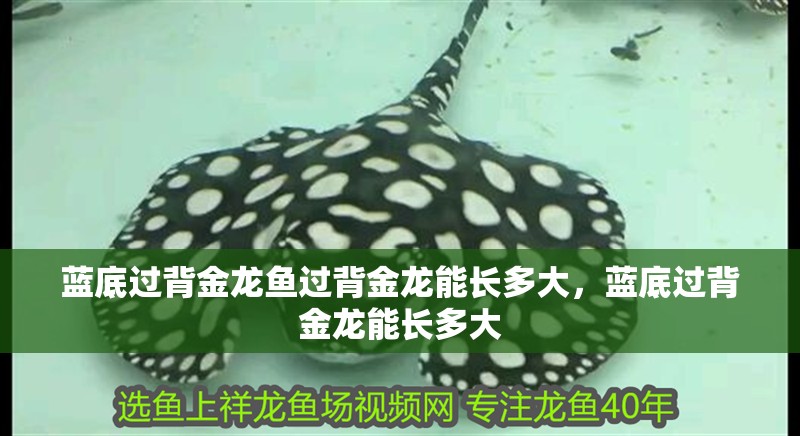 藍底過背金龍魚過背金龍能長多大，藍底過背金龍能長多大