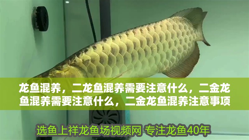 龍魚混養，二龍魚混養需要注意什么，二金龍魚混養需要注意什么，二金龍魚混養注意事項
