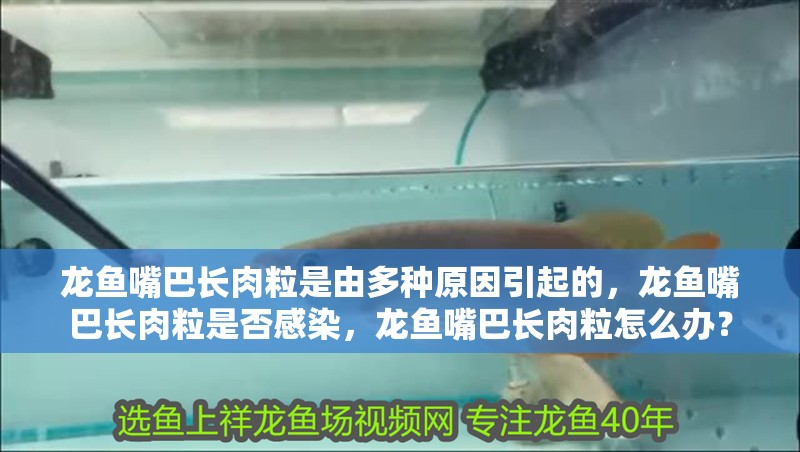 龍魚嘴巴長肉粒是由多種原因引起的，龍魚嘴巴長肉粒是否感染，龍魚嘴巴長肉粒怎么辦？