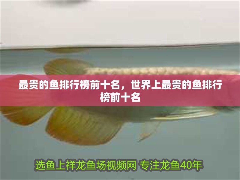 最貴的魚排行榜前十名，世界上最貴的魚排行榜前十名