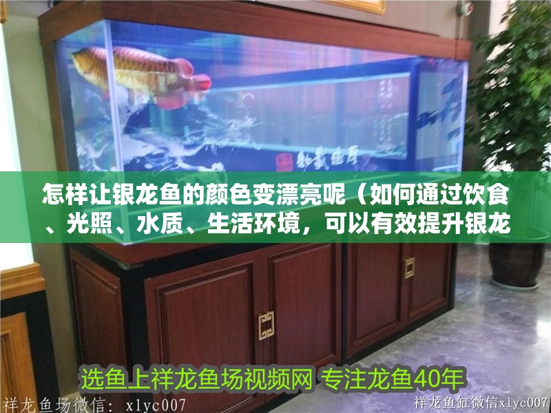怎樣讓銀龍魚的顏色變漂亮呢（如何通過飲食、光照、水質(zhì)、生活環(huán)境，可以有效提升銀龍魚的顏色表現(xiàn)）