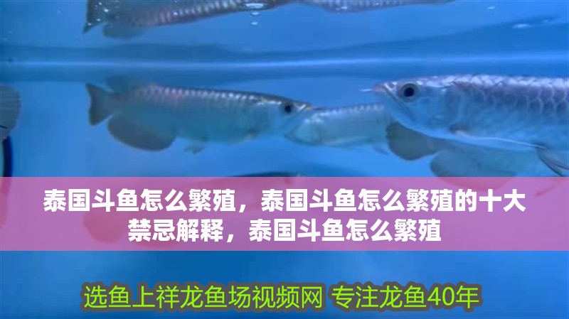 泰國斗魚怎么繁殖，泰國斗魚怎么繁殖的十大禁忌解釋，泰國斗魚怎么繁殖