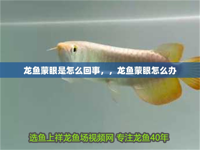 龍魚蒙眼是怎么回事，，龍魚蒙眼怎么辦