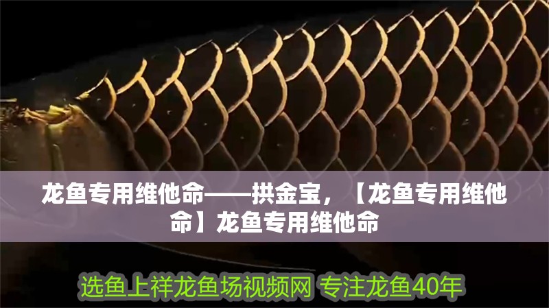 龍魚專用維他命——拱金寶，【龍魚專用維他命】龍魚專用維他命