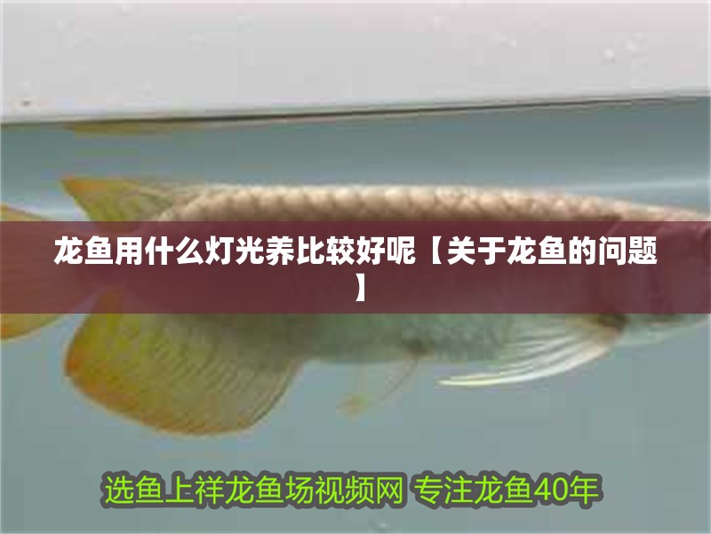 龍魚(yú)用什么燈光養(yǎng)比較好呢【關(guān)于龍魚(yú)的問(wèn)題】