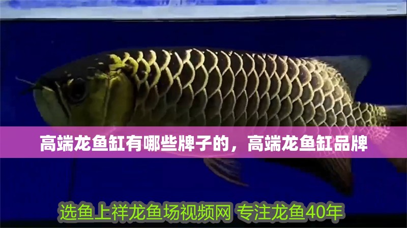 高端龍魚缸有哪些牌子的，高端龍魚缸品牌