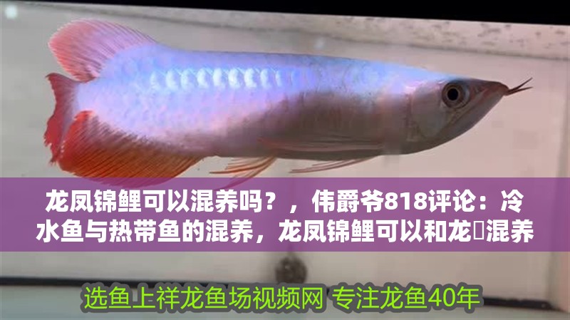 龍鳳錦鯉可以混養(yǎng)嗎？，偉爵爺818評論：冷水魚與熱帶魚的混養(yǎng)，龍鳳錦鯉可以和龍魟混養(yǎng)嗎