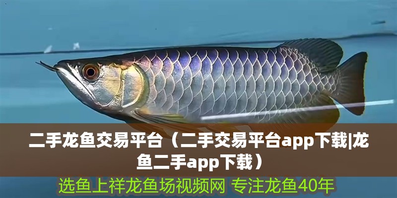 二手龍魚交易平臺（二手交易平臺app下載|龍魚二手app下載）