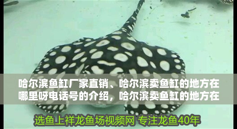 哈爾濱魚缸廠家直銷、哈爾濱賣魚缸的地方在哪里呀電話號的介紹，哈爾濱賣魚缸的地方在哪里呀電話號