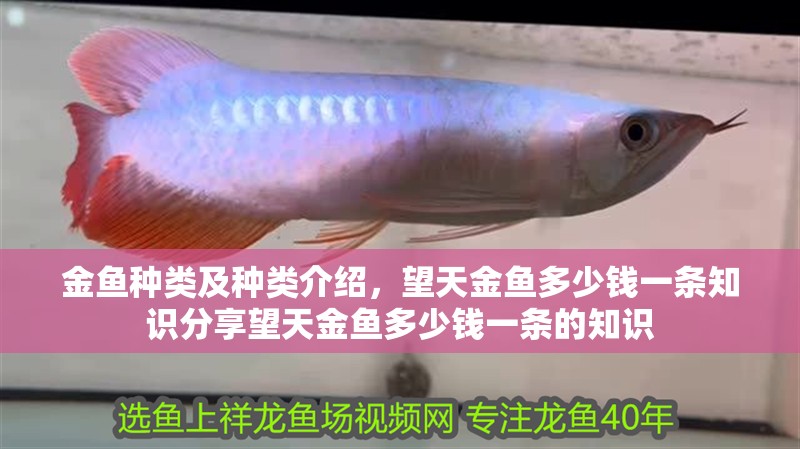 金魚種類及種類介紹，望天金魚多少錢一條知識分享望天金魚多少錢一條的知識