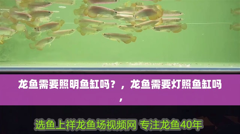 龍魚需要照明魚缸嗎？，龍魚需要燈照魚缸嗎，