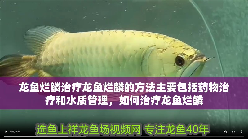 龍魚爛鱗治療龍魚爛麟的方法主要包括藥物治療和水質管理，如何治療龍魚爛鱗