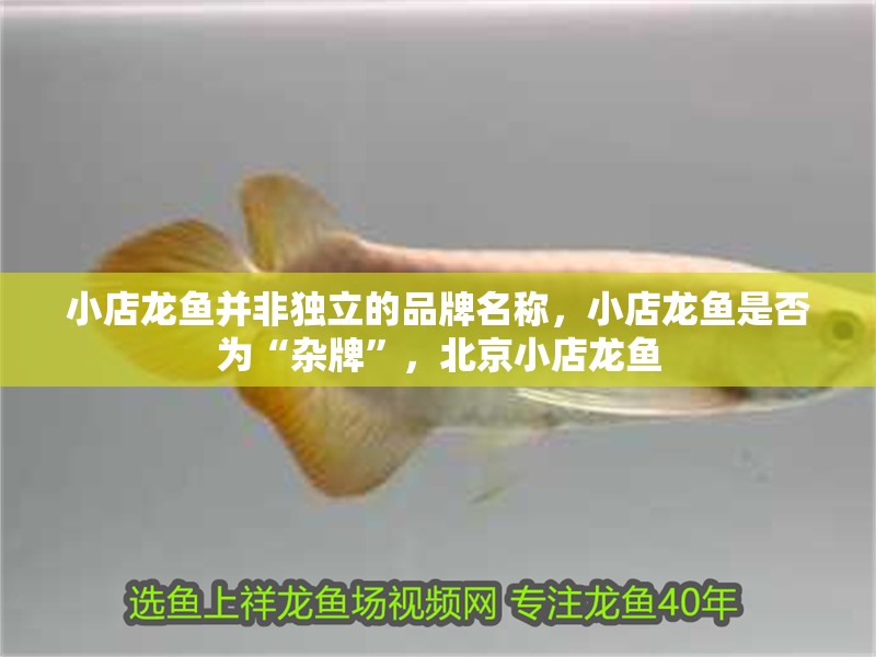 小店龍魚并非獨立的品牌名稱，小店龍魚是否為“雜牌”，北京小店龍魚