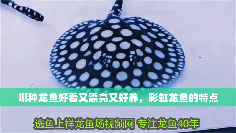 哪種龍魚好看又漂亮又好養，彩虹龍魚的特點