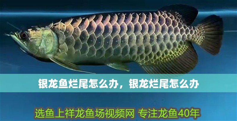 銀龍魚爛尾怎么辦，銀龍爛尾怎么辦