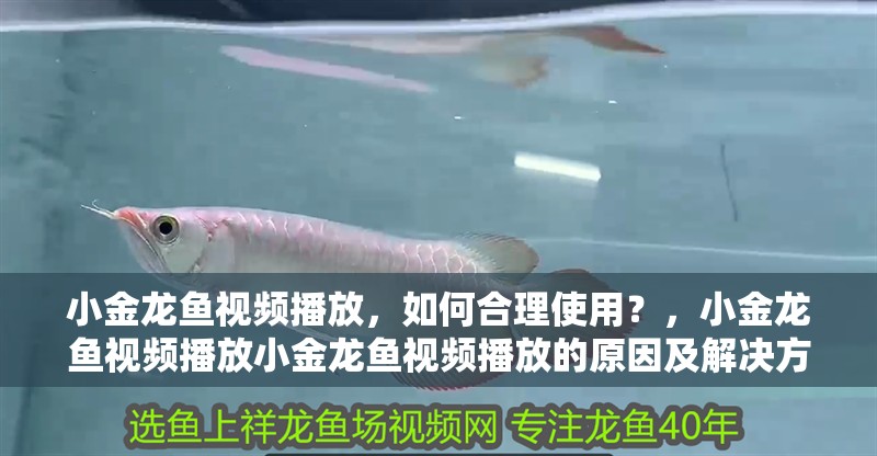 小金龍魚視頻播放，如何合理使用？，小金龍魚視頻播放小金龍魚視頻播放的原因及解決方法