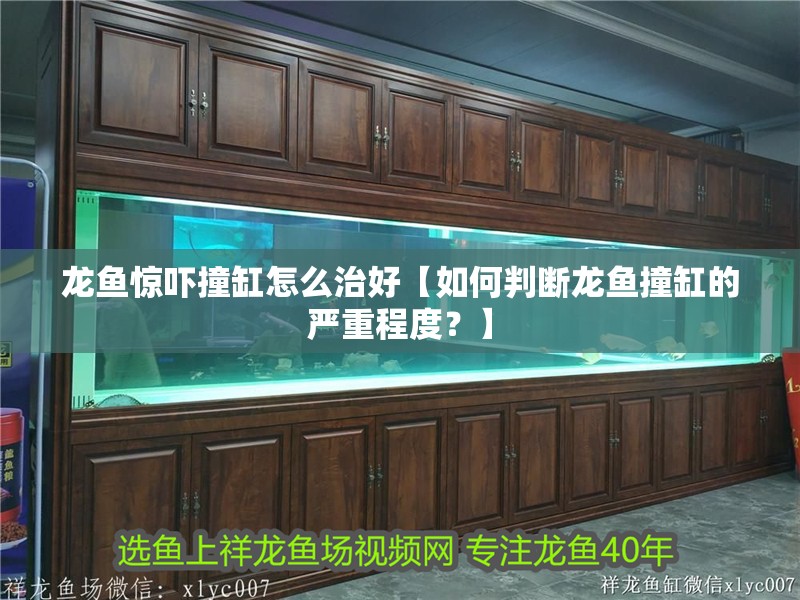 龍魚驚嚇撞缸怎么治好【如何判斷龍魚撞缸的嚴重程度？】