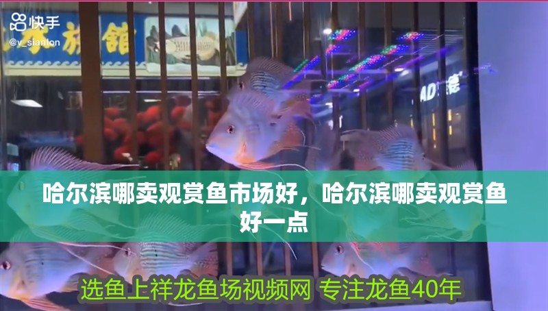 哈爾濱哪賣觀賞魚市場好，哈爾濱哪賣觀賞魚好一點