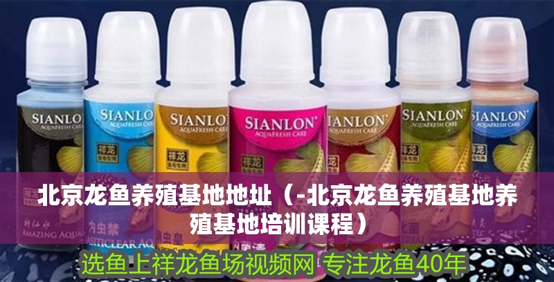 北京龍魚養(yǎng)殖基地地址（-北京龍魚養(yǎng)殖基地養(yǎng)殖基地培訓(xùn)課程）