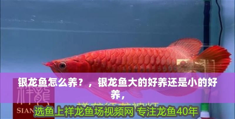 銀龍魚(yú)怎么養(yǎng)？，銀龍魚(yú)大的好養(yǎng)還是小的好養(yǎng)，