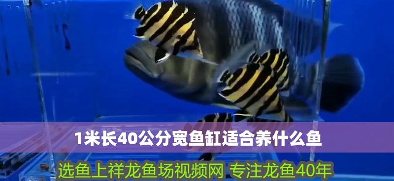 1米長40公分寬魚缸適合養什么魚