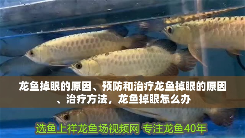 龍魚掉眼的原因、預(yù)防和治療龍魚掉眼的原因、治療方法，龍魚掉眼怎么辦