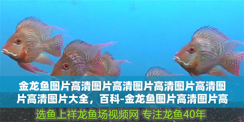 金龍魚圖片高清圖片高清圖片高清圖片高清圖片高清圖片大全，百科-金龍魚圖片高清圖片高清圖片高清圖片高清圖片大全