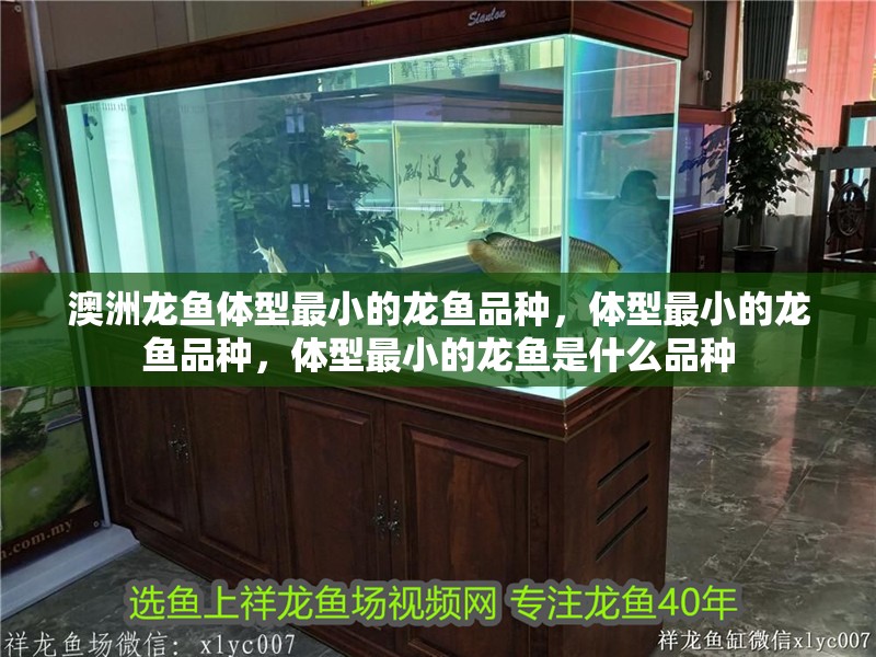 澳洲龍魚體型最小的龍魚品種，體型最小的龍魚品種，體型最小的龍魚是什么品種