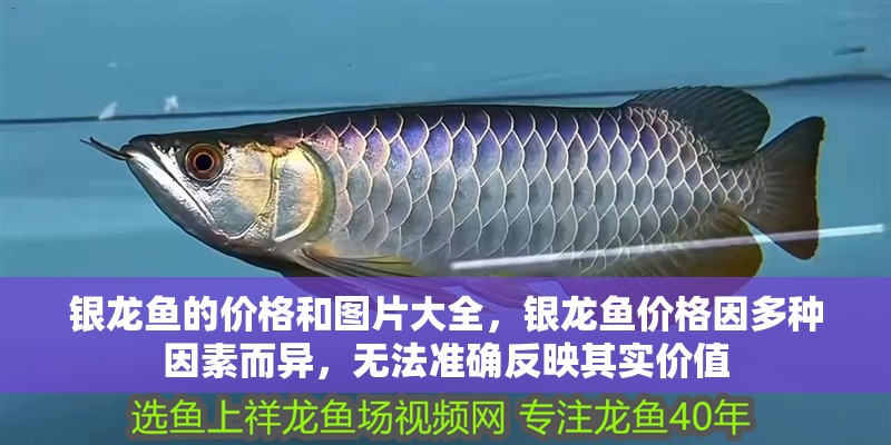 銀龍魚的價(jià)格和圖片大全，銀龍魚價(jià)格因多種因素而異，無法準(zhǔn)確反映其實(shí)價(jià)值