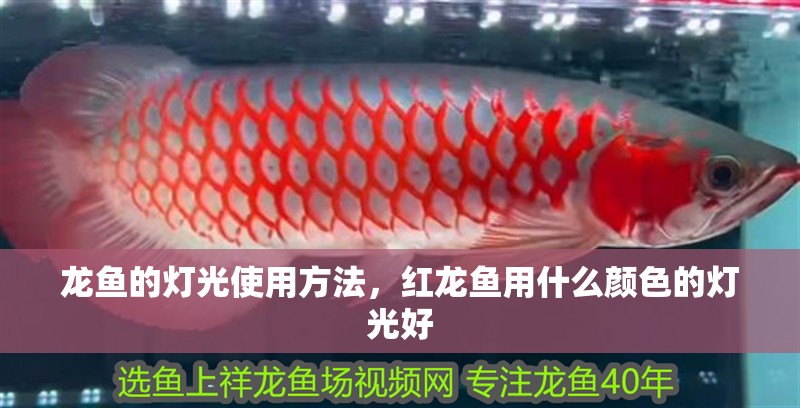 龍魚的燈光使用方法，紅龍魚用什么顏色的燈光好
