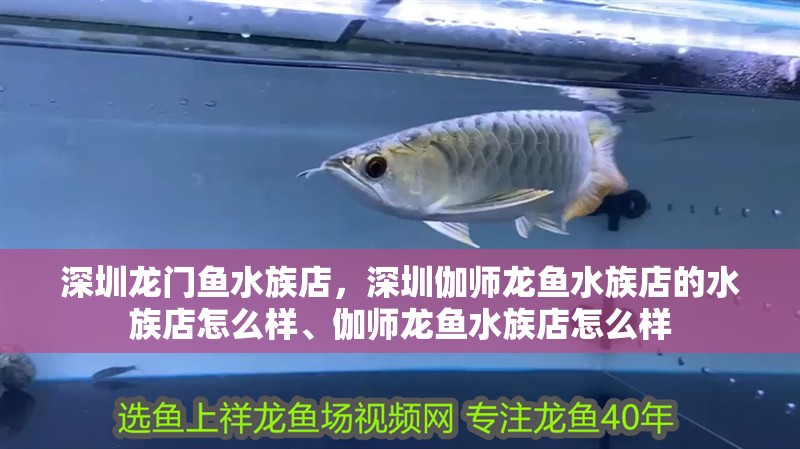 深圳龍門魚水族店，深圳伽師龍魚水族店的水族店怎么樣、伽師龍魚水族店怎么樣