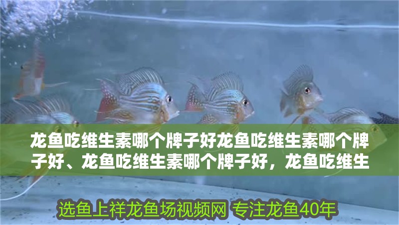 龍魚吃維生素哪個牌子好龍魚吃維生素哪個牌子好、龍魚吃維生素哪個牌子好，龍魚吃維生素哪個品牌好 龍魚吃維生素哪個牌子好龍魚吃維生素哪個牌子好、龍魚吃維生素哪個牌子好，龍魚吃維生素哪個品牌好 觀賞魚百科
