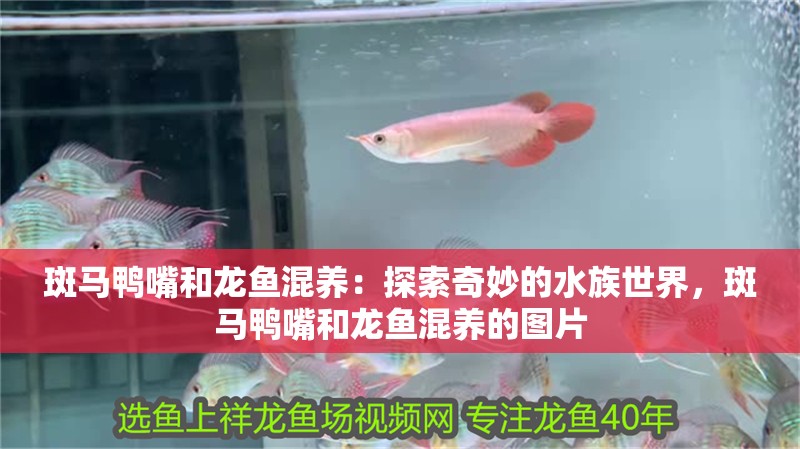 斑馬鴨嘴和龍魚混養：探索奇妙的水族世界，斑馬鴨嘴和龍魚混養的圖片