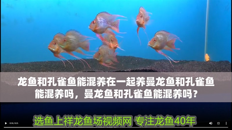 龍魚和孔雀魚能混養在一起養曼龍魚和孔雀魚能混養嗎，曼龍魚和孔雀魚能混養嗎？