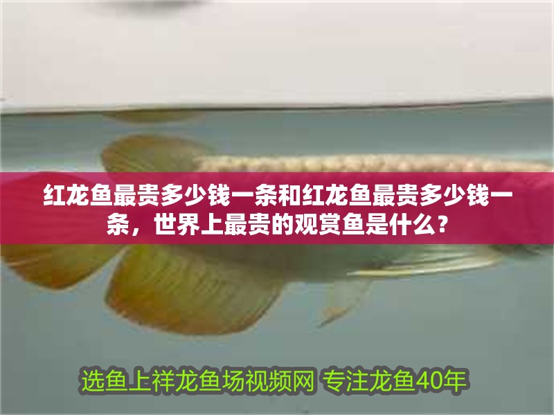 紅龍魚最貴多少錢一條和紅龍魚最貴多少錢一條，世界上最貴的觀賞魚是什么？