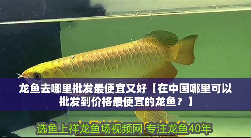 龍魚去哪里批發(fā)最便宜又好【在中國哪里可以批發(fā)到價(jià)格最便宜的龍魚？】