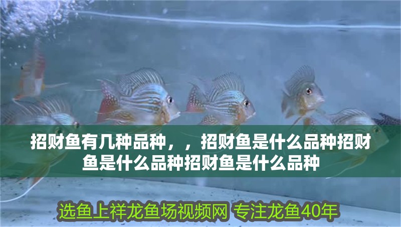 招財魚有幾種品種，，招財魚是什么品種招財魚是什么品種招財魚是什么品種
