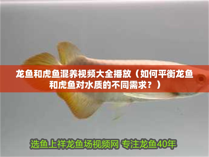 龍魚和虎魚混養視頻大全播放（如何平衡龍魚和虎魚對水質的不同需求？）