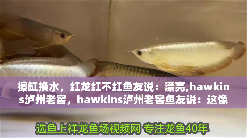 擦缸換水，紅龍紅不紅魚友說：漂亮,hawkins瀘州老窖，hawkins瀘州老窖魚友說：這像是你故意培養的吧