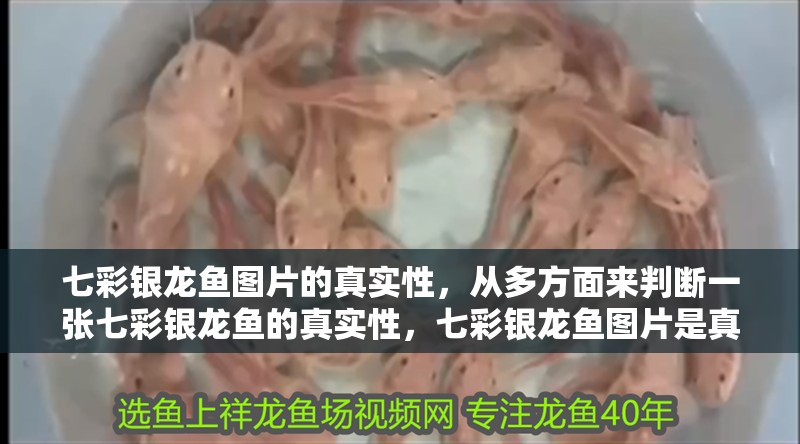 七彩銀龍魚圖片的真實(shí)性，從多方面來判斷一張七彩銀龍魚的真實(shí)性，七彩銀龍魚圖片是真實(shí)存在的魚類嗎