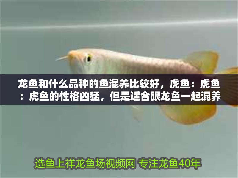 龍魚(yú)和什么品種的魚(yú)混養(yǎng)比較好，虎魚(yú)：虎魚(yú)：虎魚(yú)的性格兇猛，但是適合跟龍魚(yú)一起混養(yǎng)