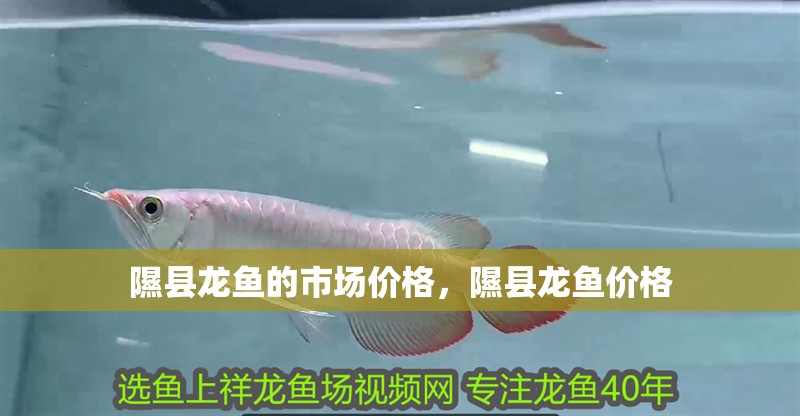 隰縣龍魚的市場價格，隰縣龍魚價格