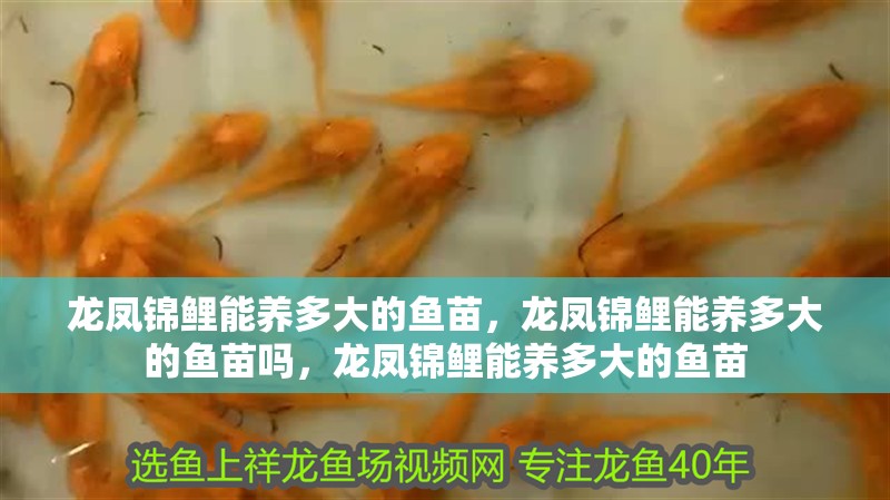 龍鳳錦鯉能養多大的魚苗，龍鳳錦鯉能養多大的魚苗嗎，龍鳳錦鯉能養多大的魚苗