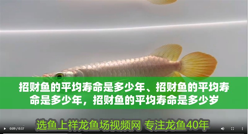 招財(cái)魚的平均壽命是多少年、招財(cái)魚的平均壽命是多少年，招財(cái)魚的平均壽命是多少歲