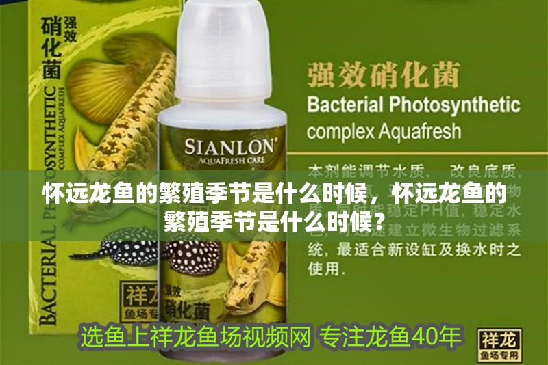 懷遠龍魚的繁殖季節是什么時候，懷遠龍魚的繁殖季節是什么時候？