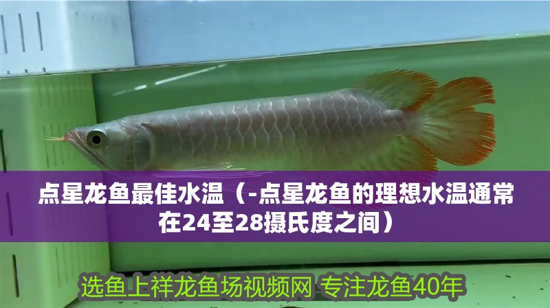 點(diǎn)星龍魚最佳水溫(-點(diǎn)星龍魚的理想水溫通常在24至28攝氏度之間) 觀賞魚百科 第2張 點(diǎn)星龍魚最佳水溫(-點(diǎn)星龍魚的理想水溫通常在24至28攝氏度之間) 點(diǎn)星龍魚最佳水溫(-點(diǎn)星龍魚的理想水溫通常在24至28攝氏度之間) 觀賞魚百科 第2張