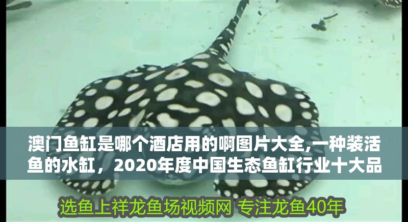 澳門魚缸是哪個酒店用的啊圖片大全,一種裝活魚的水缸，2020年度中國生態魚缸行業十大品牌榜單品牌榜單