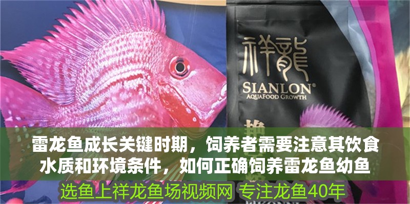 雷龍魚成長關鍵時期，飼養者需要注意其飲食水質和環境條件，如何正確飼養雷龍魚幼魚